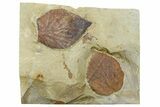 Two Fossil Leaves (Davidia & Beringiaphyllum) - Montana #262348-1